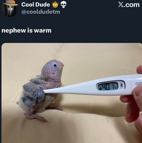 Lil birb measured to be warm